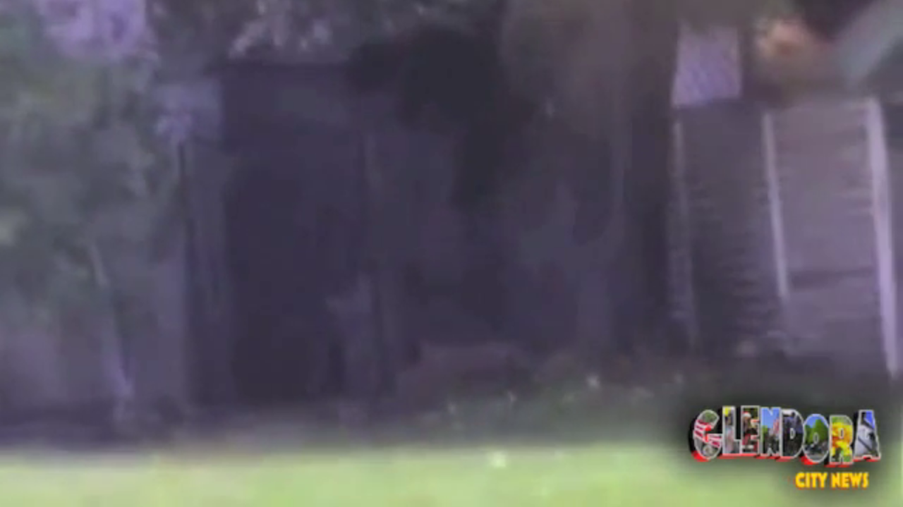 VIDEO Bear Wanders Glendora Neighborhoods Glendora City News