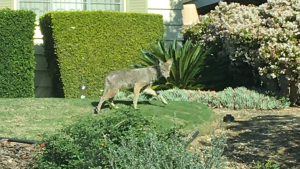 Photo of a coyote taken by a resident last week at 11:30am near Barranca Ave and Donington St, close to today's attack.